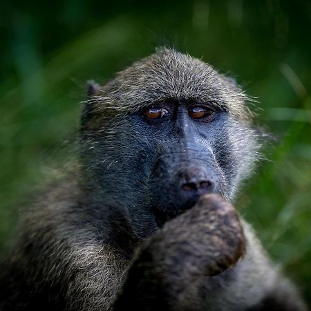 Bosveld Villa Marloth Park Luaran gambar