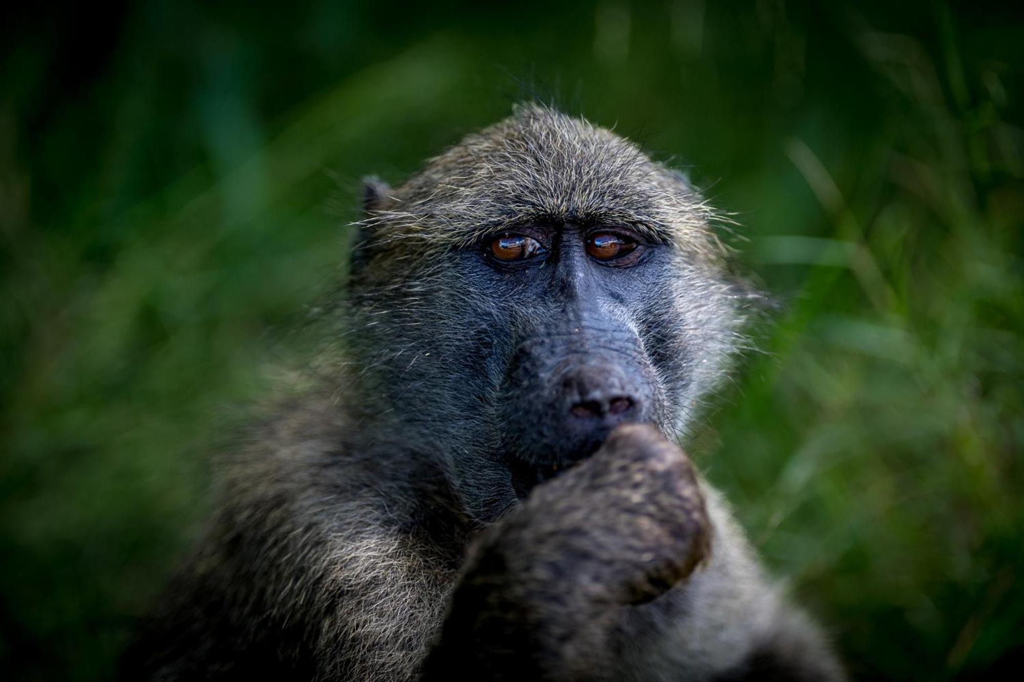 Bosveld Villa Marloth Park Luaran gambar