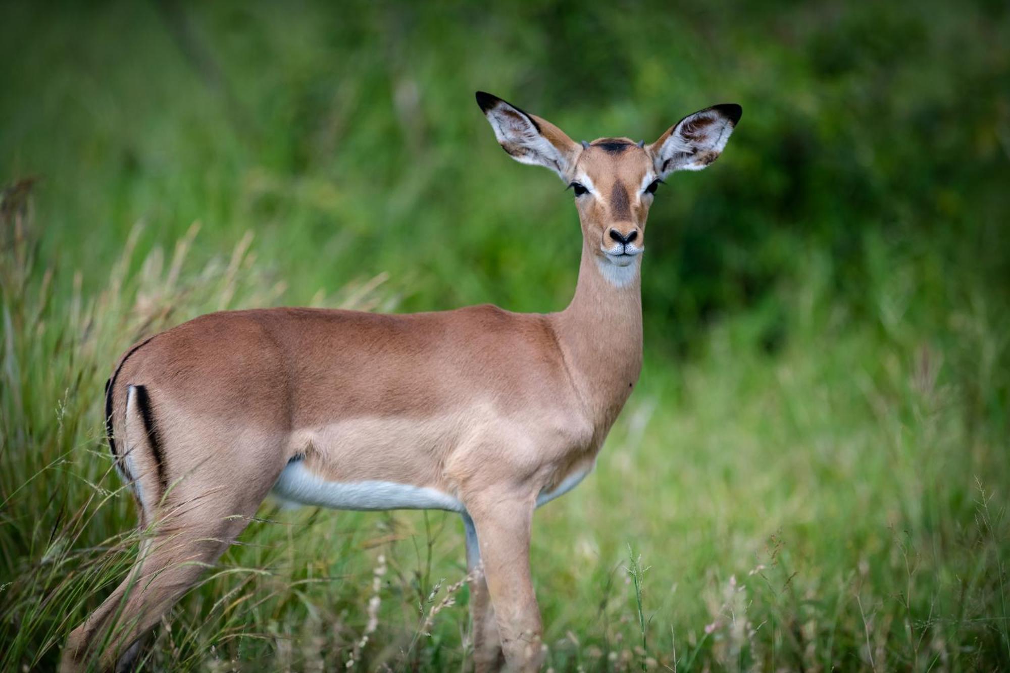 Bosveld Villa Marloth Park Luaran gambar