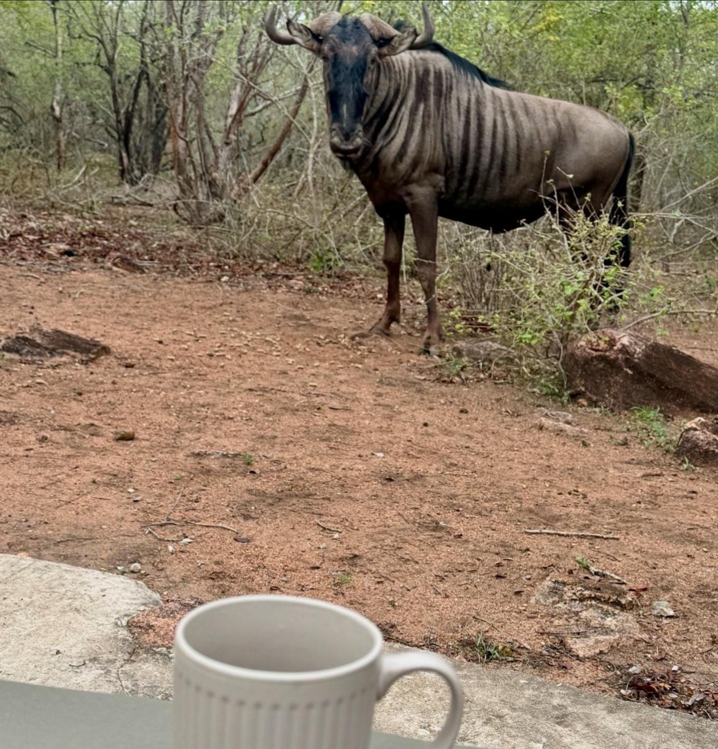 Bosveld Villa Marloth Park Luaran gambar
