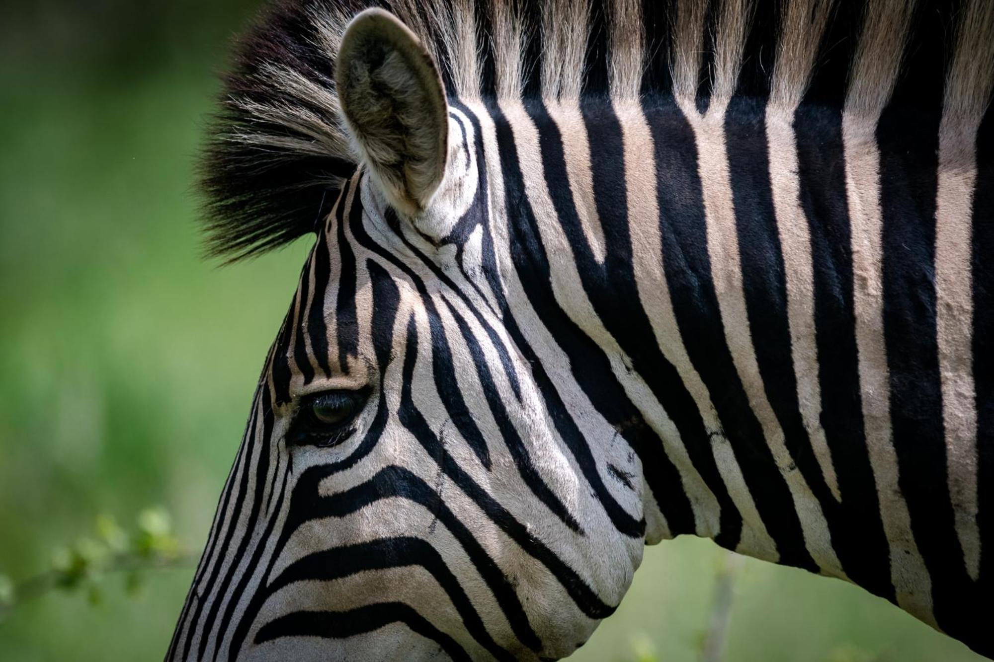 Bosveld Villa Marloth Park Luaran gambar