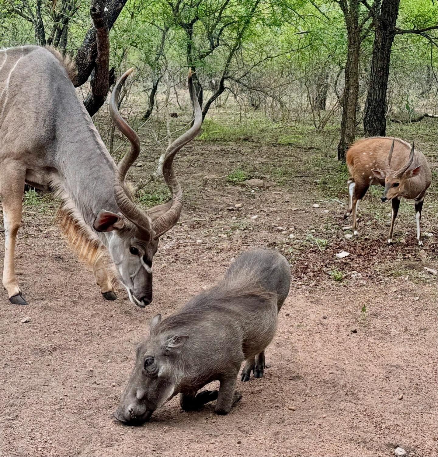 Bosveld Villa Marloth Park Luaran gambar