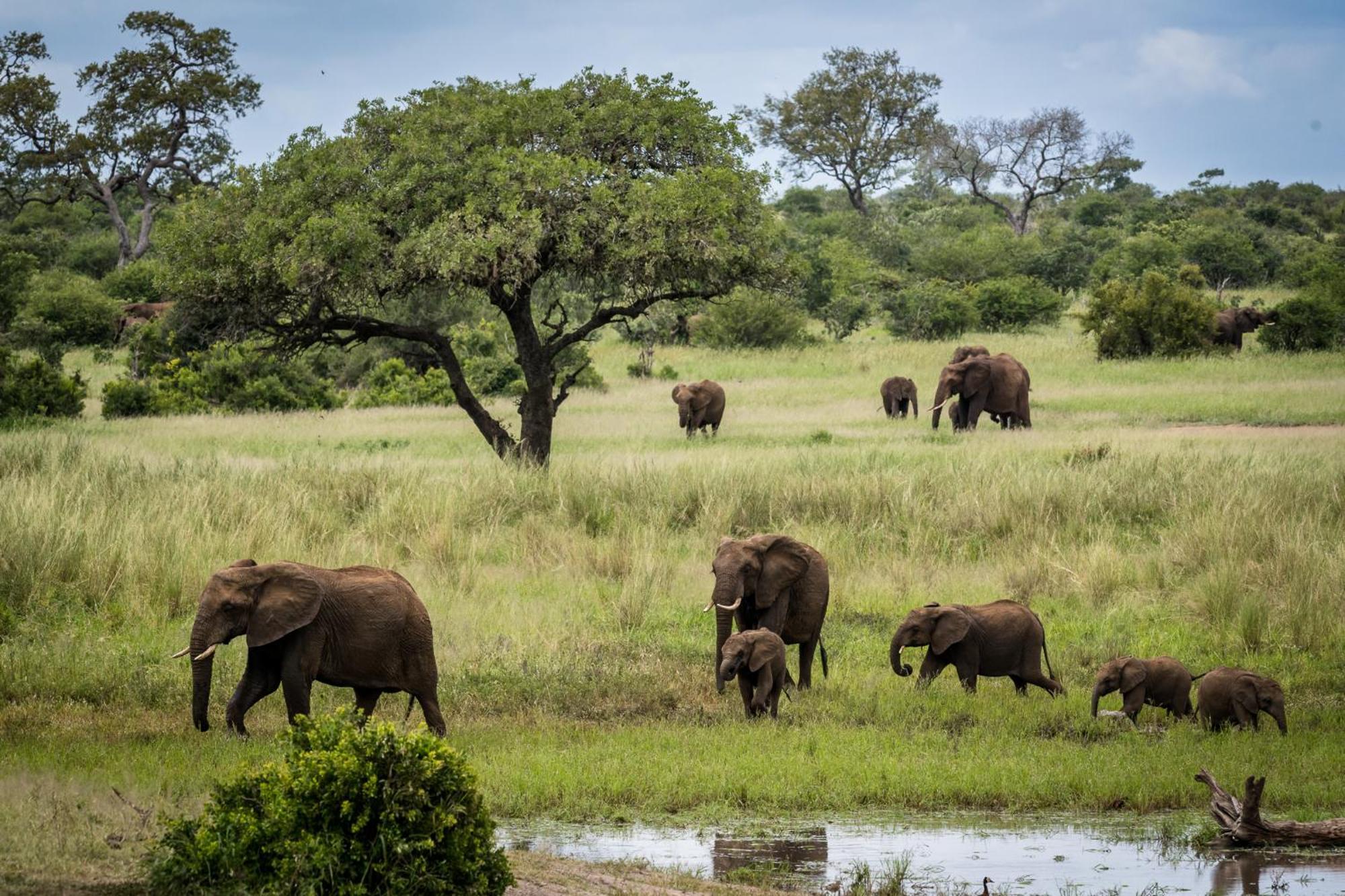 Bosveld Villa Marloth Park Luaran gambar