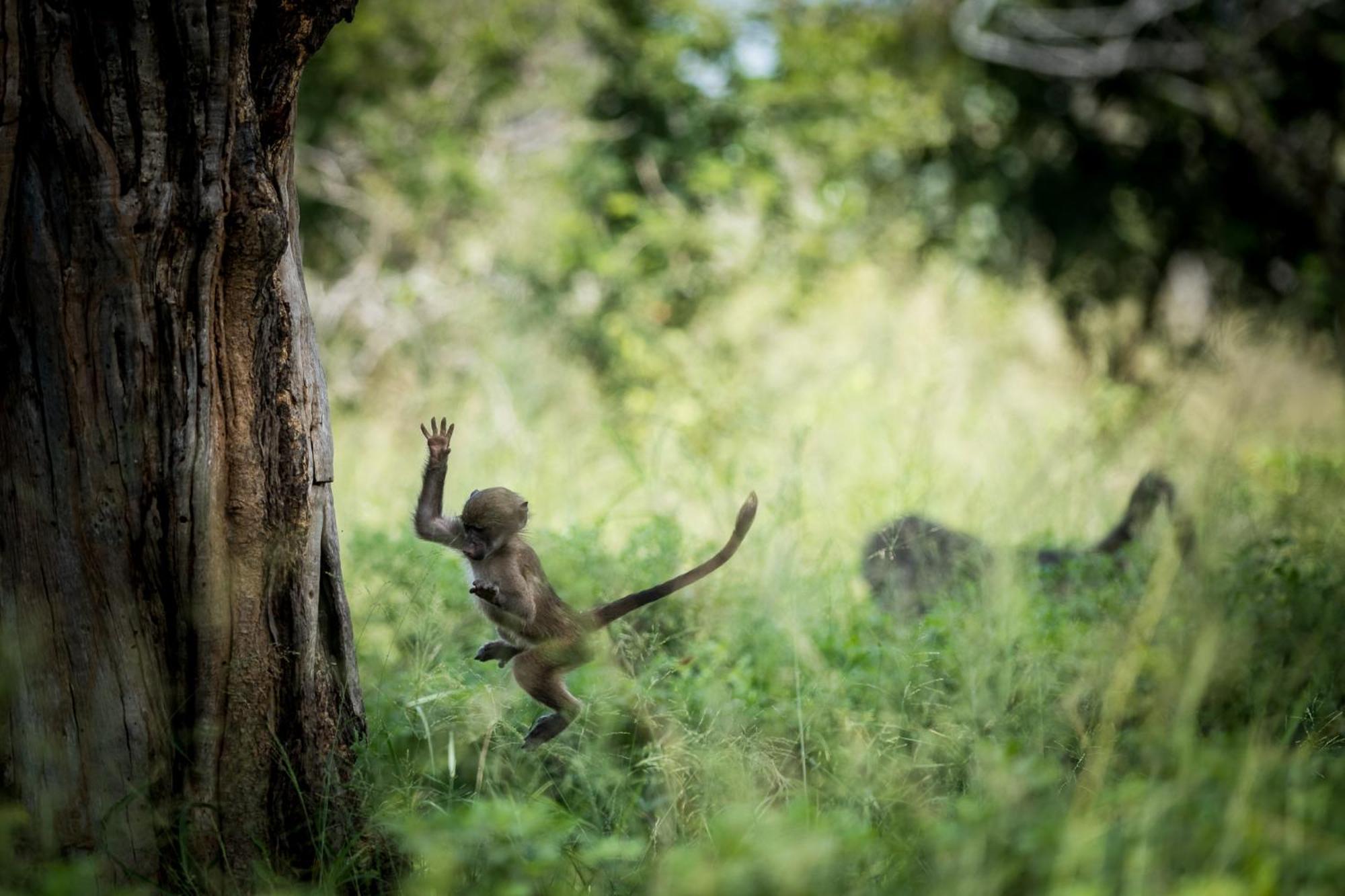 Bosveld Villa Marloth Park Luaran gambar