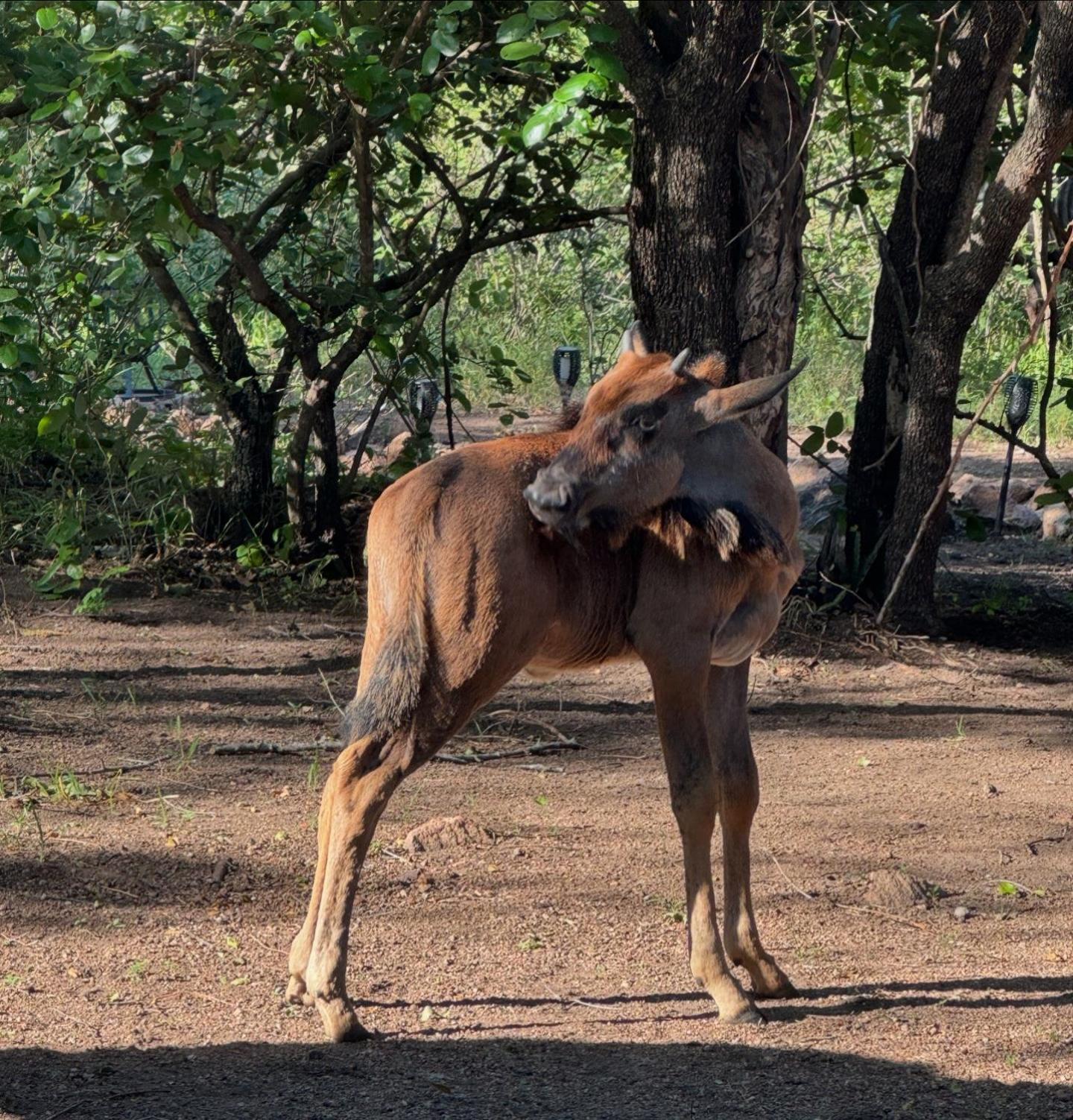 Bosveld Villa Marloth Park Luaran gambar